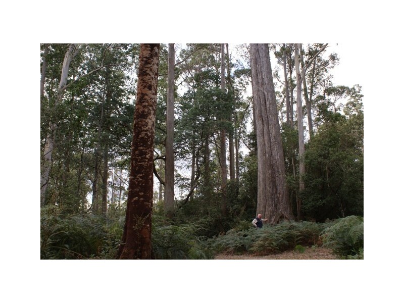 - Bogan Road, Golden Valley TAS 7304