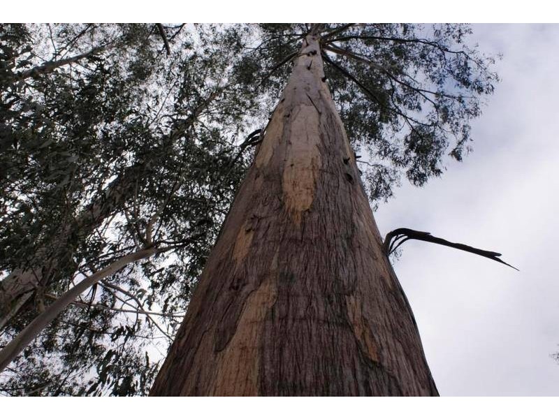 12624 Highland Lakes Road, Golden Valley TAS 7304