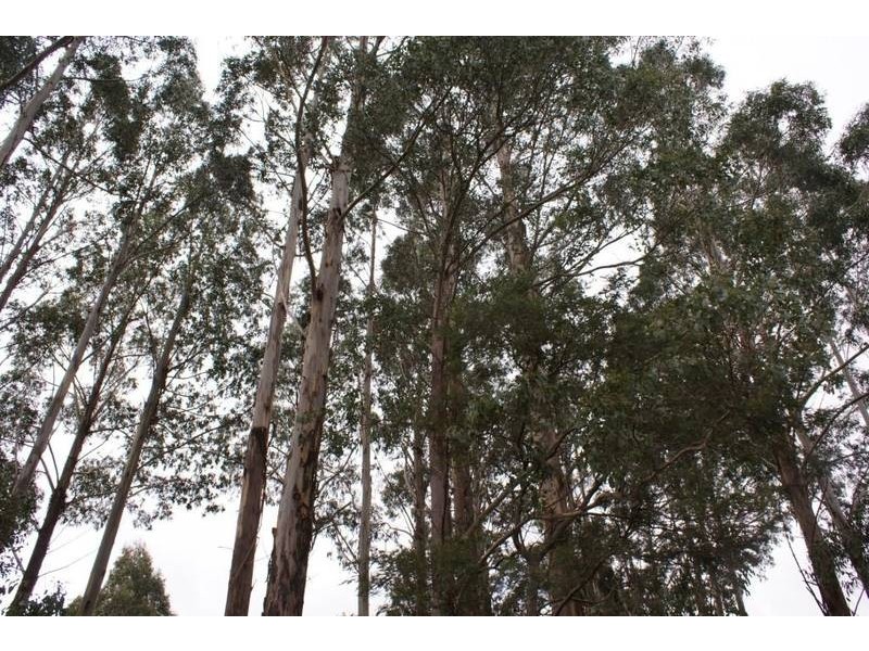 12624 Highland Lakes Road, Golden Valley TAS 7304