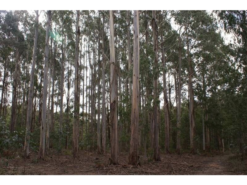 12624 Highland Lakes Road, Golden Valley TAS 7304