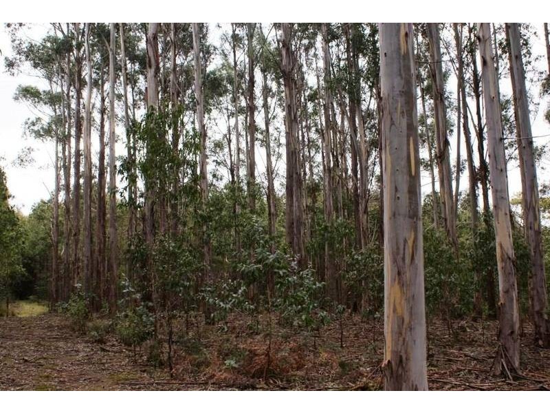 12624 Highland Lakes Road, Golden Valley TAS 7304