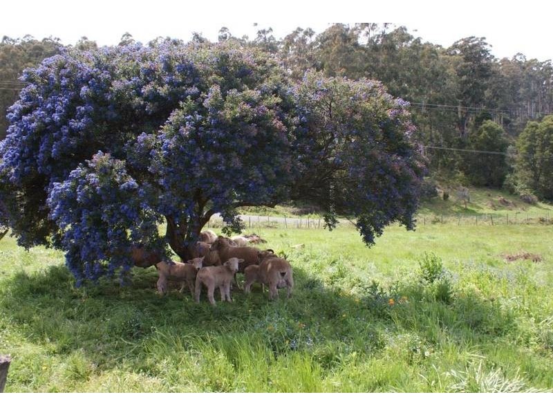 570 Mersey Hill Road, Mole Creek TAS 7304