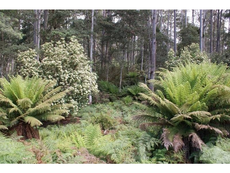 5 Mersey Forest Road, Liena TAS 7304