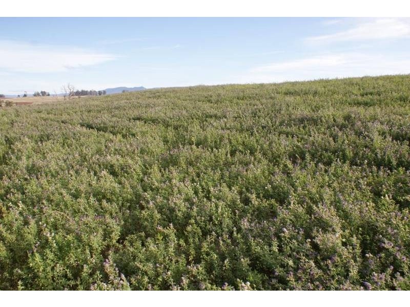 174 Bengeo Road, Deloraine TAS 7304