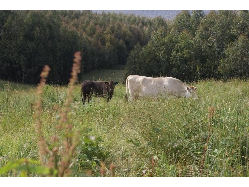 478 Union Bridge Road, Mole Creek TAS 7304