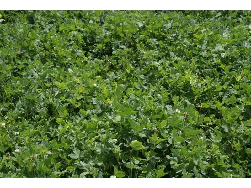 169 Mole Creek Road, Deloraine TAS 7304