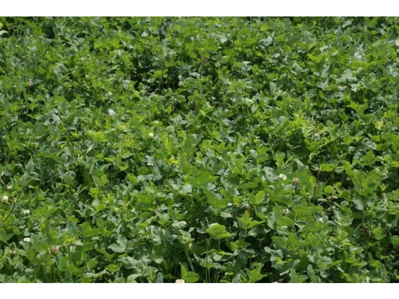 169 Mole Creek Road, Deloraine TAS 7304