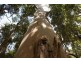 0 Sugarloaf Road, Jackeys Marsh TAS 7304