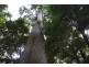 0 Sugarloaf Road, Jackeys Marsh TAS 7304