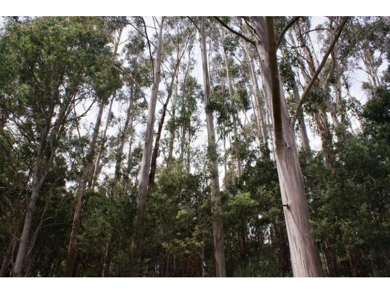 0 Bonney Street, Elizabeth Town TAS 7304