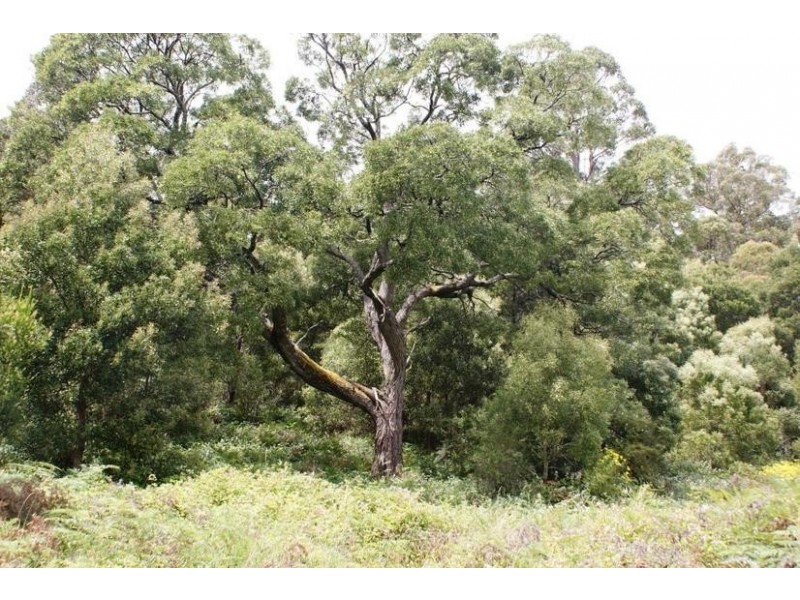 0 Bonney Street, Elizabeth Town TAS 7304