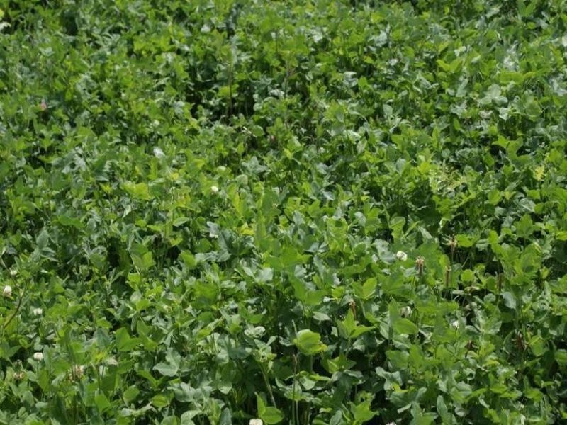 169 Mole Creek Road, Deloraine TAS 7304