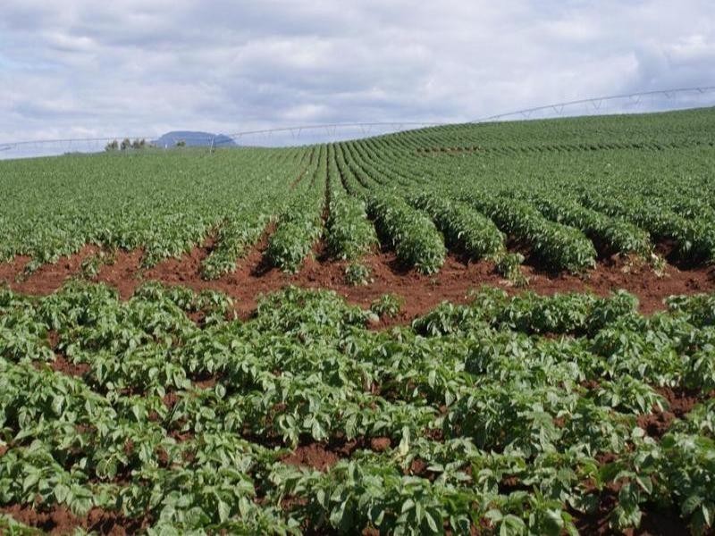 169 Mole Creek Road, Deloraine TAS 7304