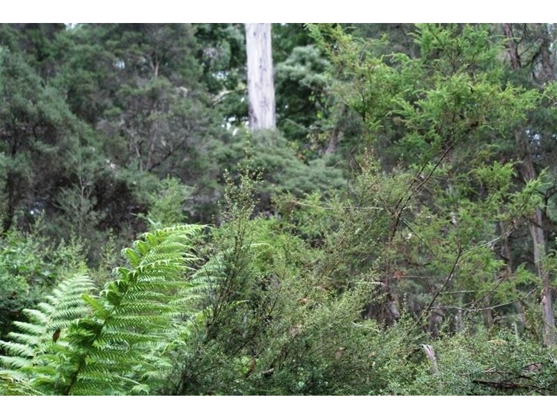 241 Davis Road, Quamby Brook TAS 7304