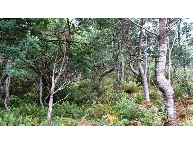 Lot 3, 318 Wiiteena Road, Jackeys Marsh TAS 7304