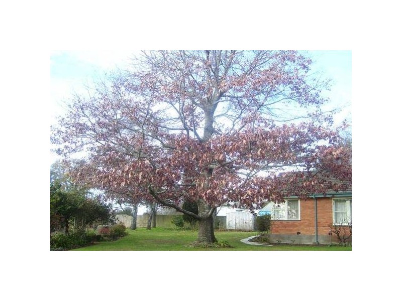 1 Lonsdale Promenade, Westbury TAS 7303