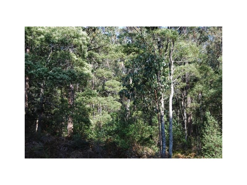 00 Western Creek Road, Western Creek TAS 7304