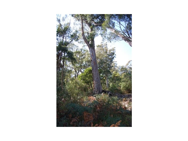 00 Western Creek Road, Western Creek TAS 7304