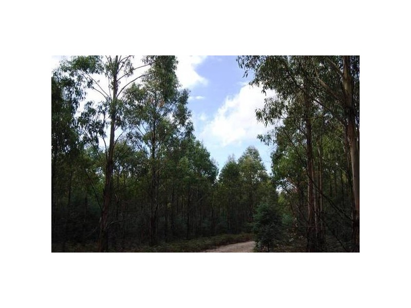 Grubbs Road, Reedy Marsh TAS 7304