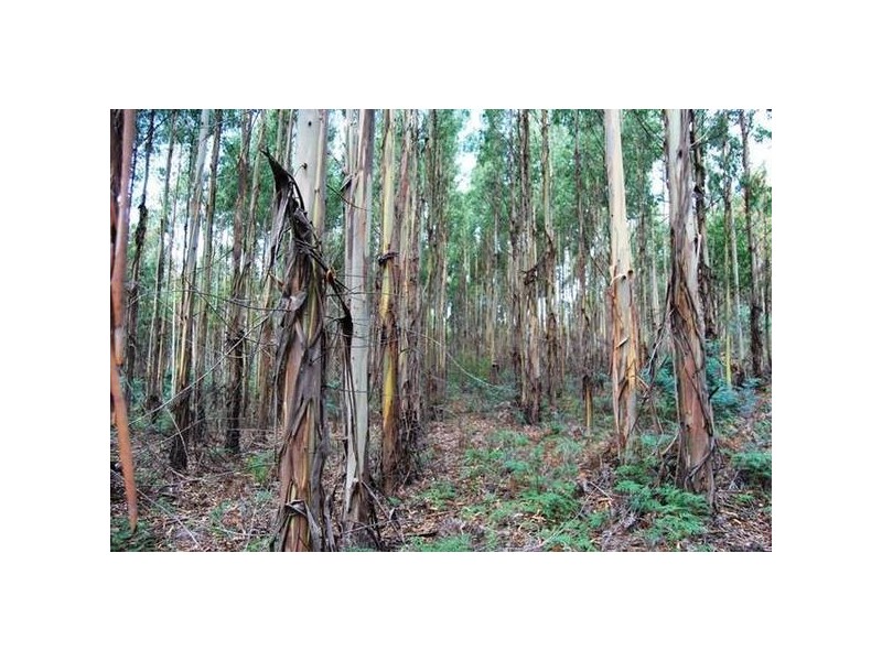 Grubbs Road, Reedy Marsh TAS 7304