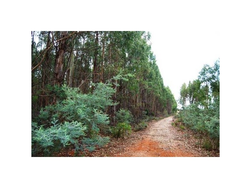 Grubbs Road, Reedy Marsh TAS 7304