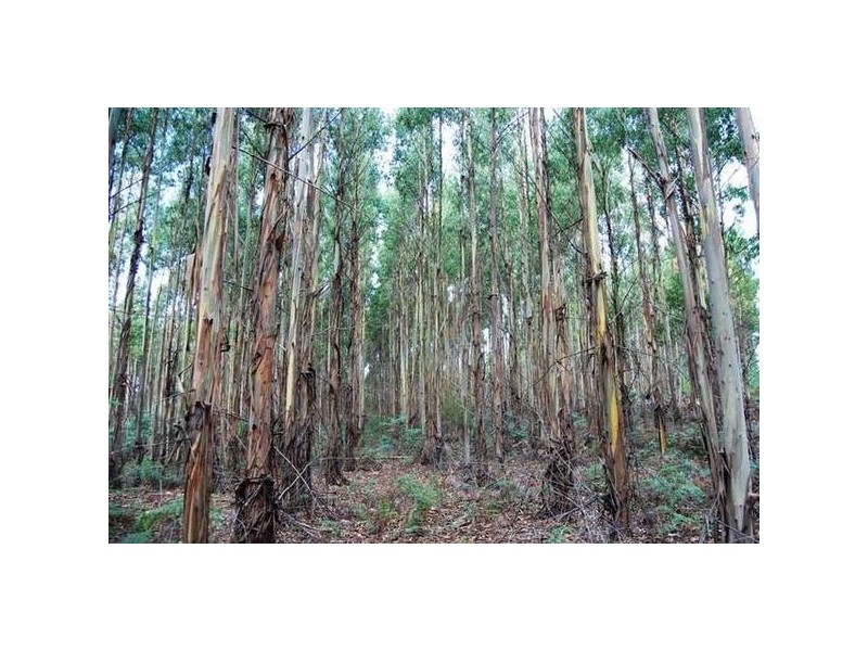 Grubbs Road, Reedy Marsh TAS 7304