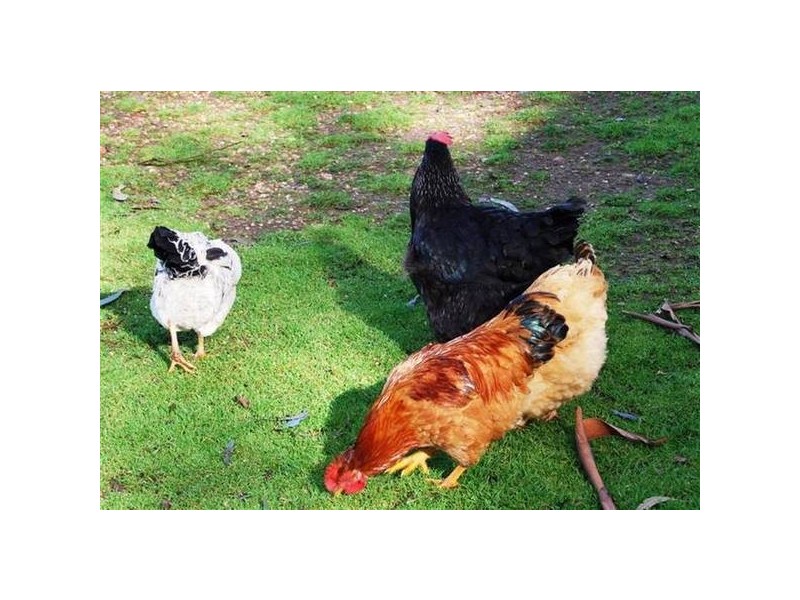 289 Wadleys Road, Deloraine TAS 7304