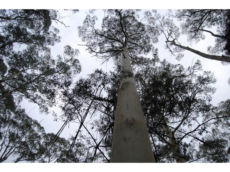 Williams Road, Jackeys Marsh TAS 7304