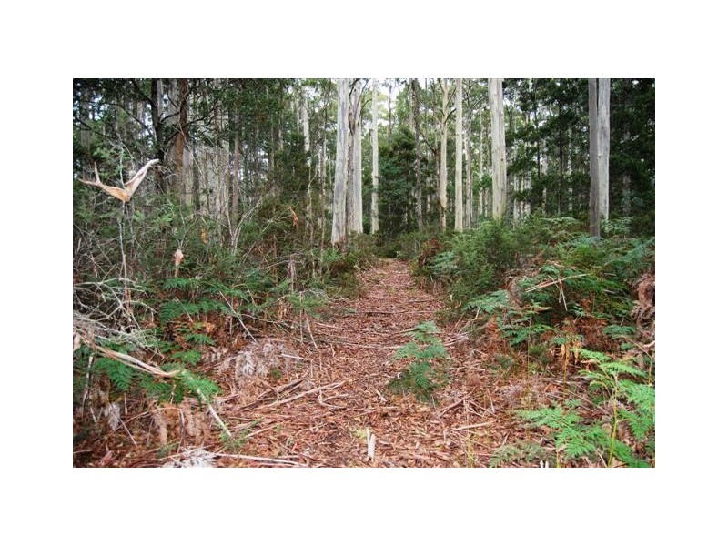 Williams Road, Jackeys Marsh TAS 7304