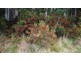 Williams Road, Jackeys Marsh TAS 7304