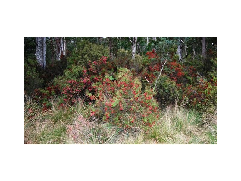Williams Road, Jackeys Marsh TAS 7304