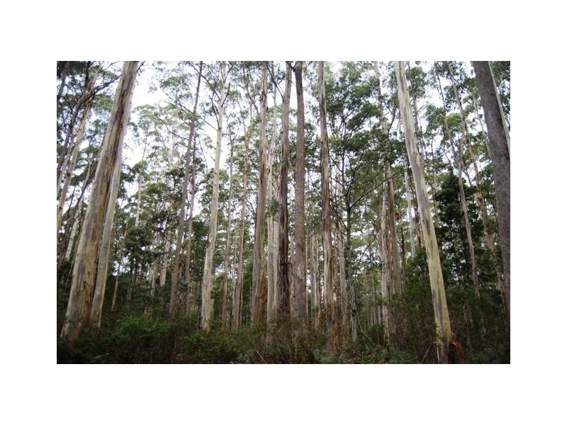 Williams Road, Jackeys Marsh TAS 7304
