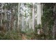 Williams Road, Jackeys Marsh TAS 7304