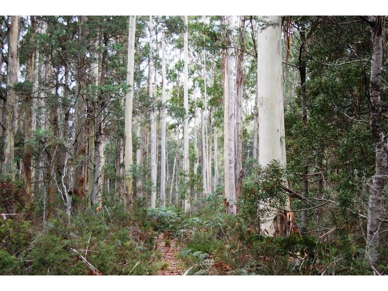 Williams Road, Jackeys Marsh TAS 7304