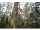 Williams Road, Jackeys Marsh TAS 7304
