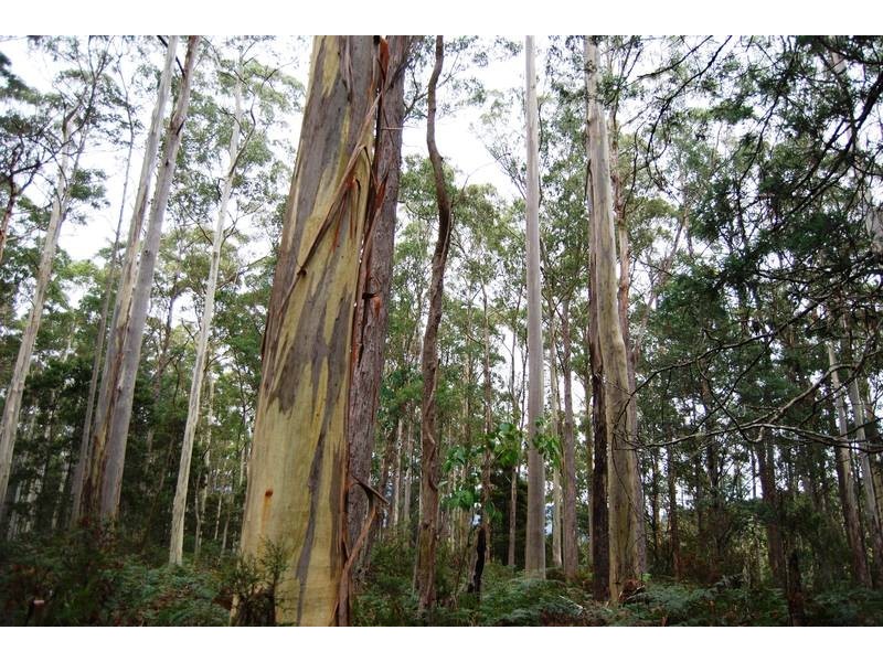 Williams Road, Jackeys Marsh TAS 7304