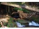 Bogan Gap Road, Golden Valley TAS 7304