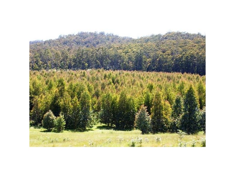 Azels Road, Mole Creek TAS 7304