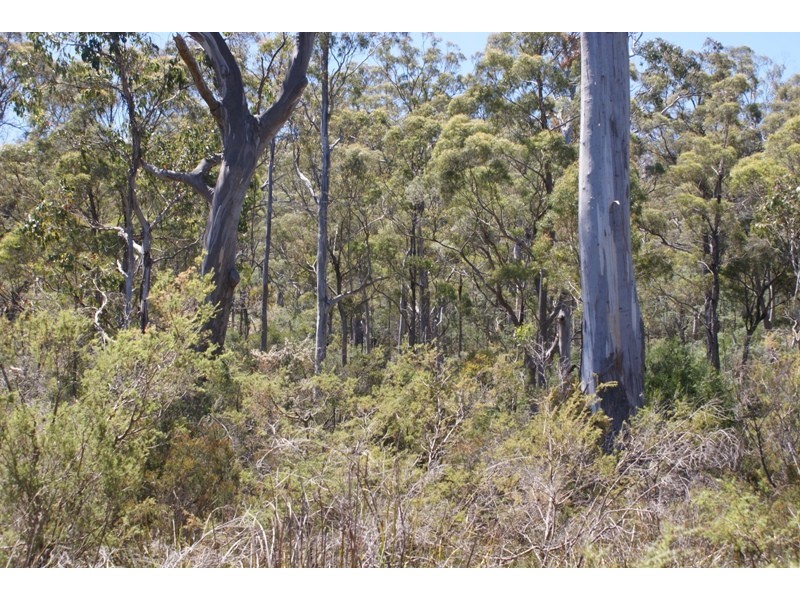 Distillery Creek Road, Nunamara TAS 7259