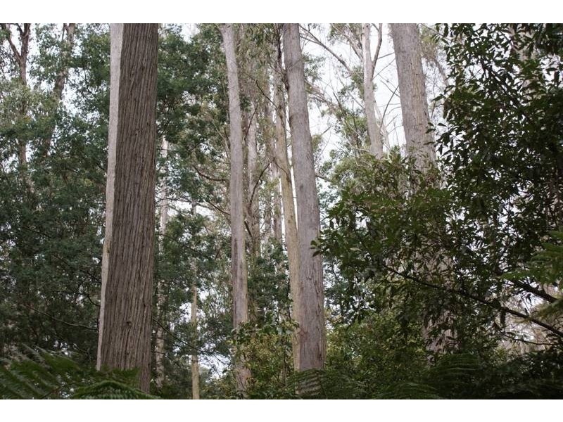 Gipps Creek Road, Deddington TAS 7212