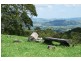 Dungog NSW 2420
