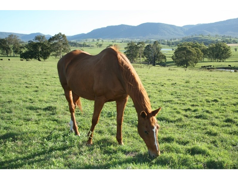 East Gresford NSW 2311