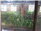 Dungog NSW 2420