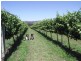Dungog NSW 2420
