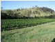 Dungog NSW 2420