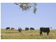 Dungog NSW 2420
