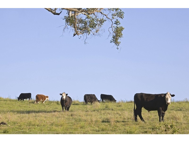 Dungog NSW 2420