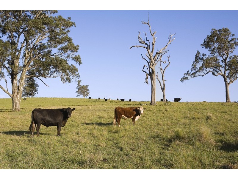 Dungog NSW 2420