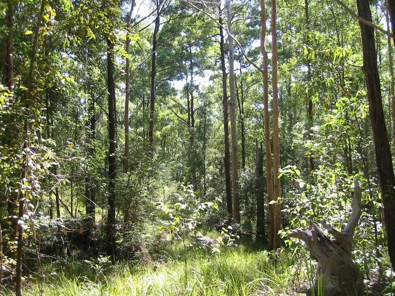 260 Skimmings Gap Road, Dungog NSW 2420