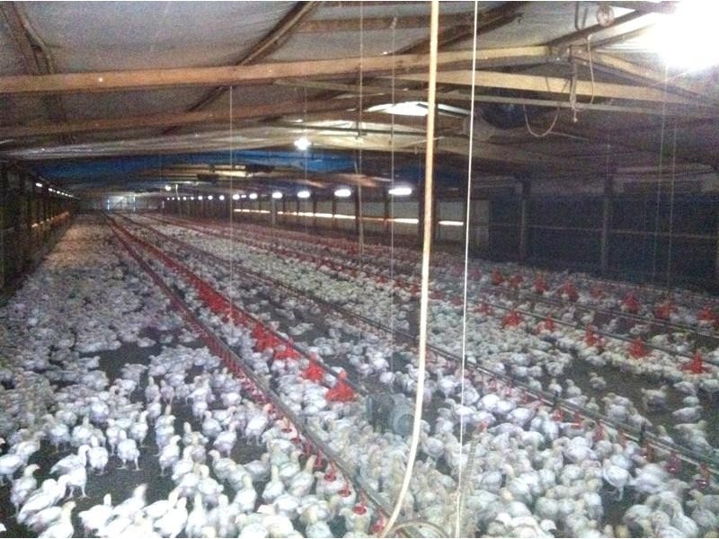 6 Cowper Street, Stroud NSW 2425